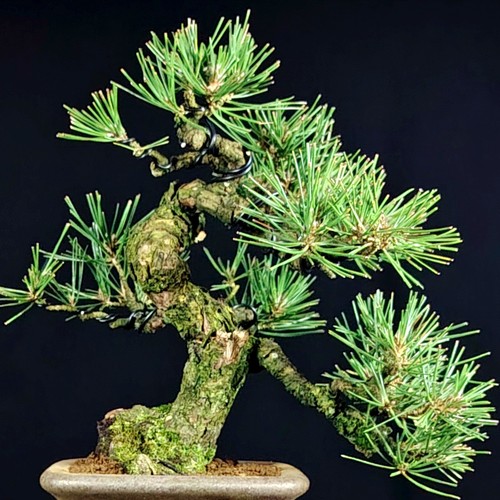 Japanese black pine - black, kifu