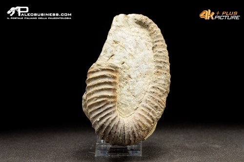 Ammonite eteromorfa