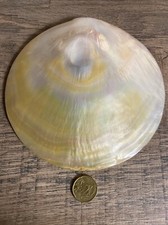 Conchiglia Di Madreperla