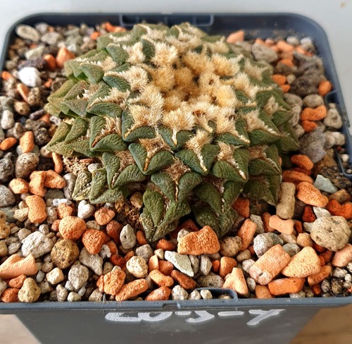 Antico ariocarpus - antico,