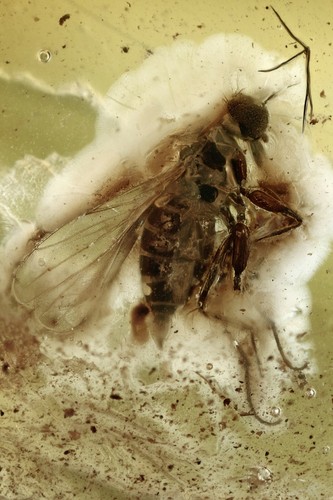 Dance fly hybotidae - hybotidae, inclusione