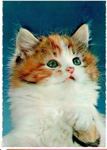Cartolina gatto cat chat - cartolina,