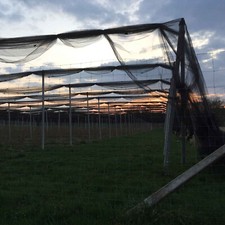 (01) RETE ANTIGRANDINE PER