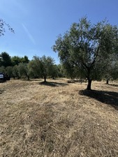 Olio oliva extra vergine - olio, d’oliva