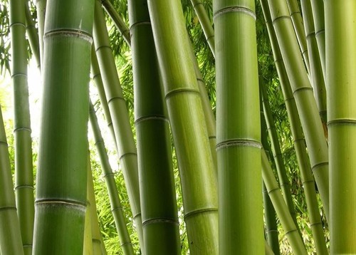 Canne bamboo italiane - canne,