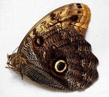 CALIGO PROMETEO ATLANTE -