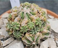 Aztekium ritteri innestato