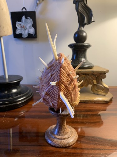 Conchiglia collezione - da,