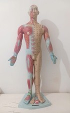 Modello Anatomico Ago Puntura Corpo Umano LEGGI DESCRIZIONE