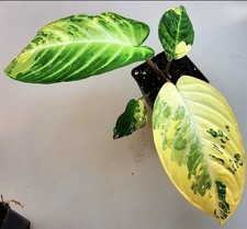 Bellissimo Phyllotaenium