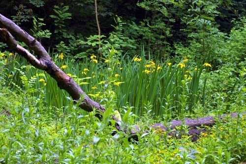 Photo 6x4 yellow iris - iris, (iris