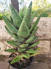 Aloe arborescens – 1 pianta