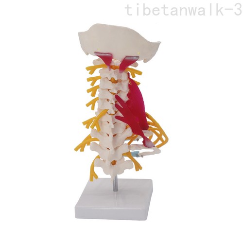 Modello anatomico del rachide