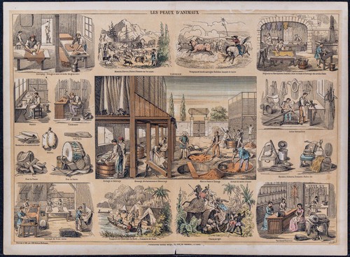 1880 pelli di - di, animali