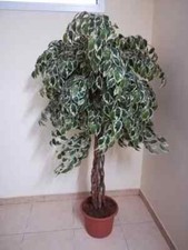 Pianta da arredo 75 cm per interni ed esterni