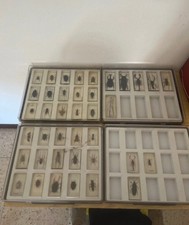 Collezione insetti imbalsamati