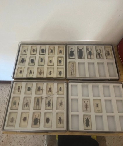 Collezione insetti imbalsamati