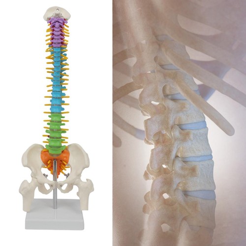 Modello colonna vertebrale - modello, di