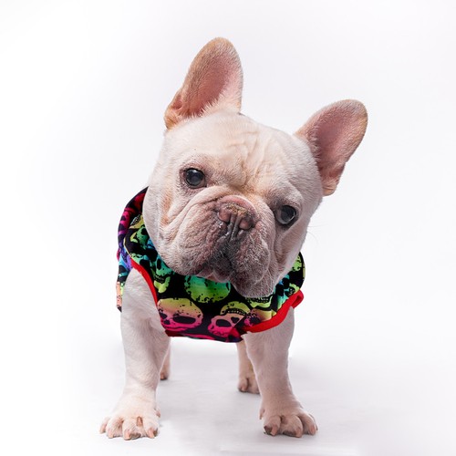 Maglione cani maglioncino - ,