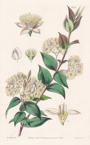 Backhousia myrtyfolia - backhousia,