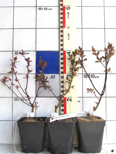Prunus cerasifera nigra - prunus, cerasifera.