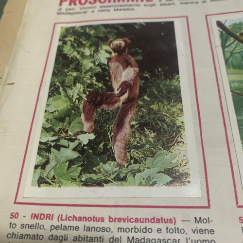 Figurina animali ed - figurina,