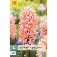 Bulbi di Giacinto Salmone Gipsy Queen - Olandesi a fioritura garantita (5 pz)