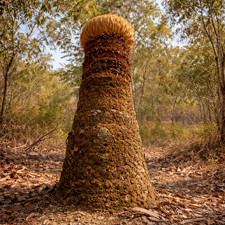 Cycas pectinata (Thingsai)