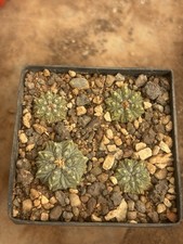 4 X Aztekium Ritterii