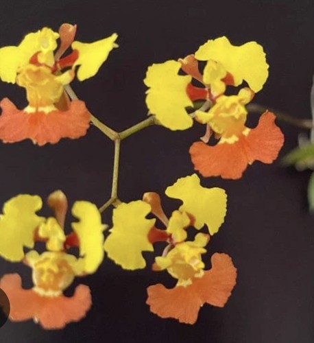 Tolumnia guianensis rare