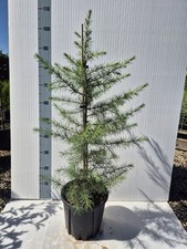 Cedro dell'Himalaya, Cedrus