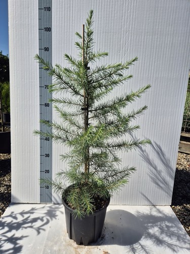 Cedro dell himalaya - dell'himalaya,, cedrus