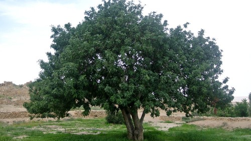 Ceratonia siliqua carrubo - ceratonia,