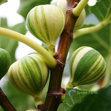 6 Semi Ficus Carica Panache