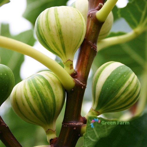 Semi ficus carica panache - 6,