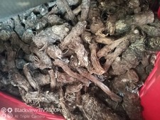 100 Occhielli Carciofo SPINOSO Sardo Bulbi Tuberi Propagazione Personalizzata