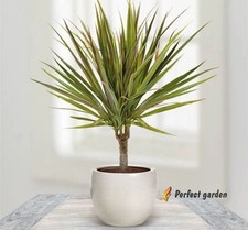 50 semi Dracaena Marginata