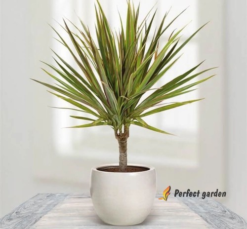 Semi dracaena marginata - 50,