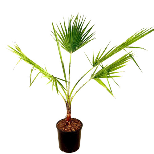 Pianta palma washingtonia - di,