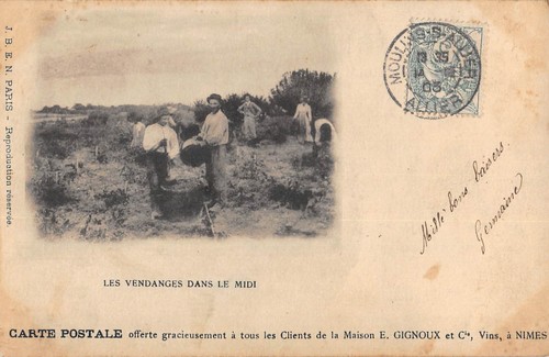 Cpa les vendanges dans le - 30,