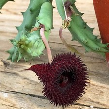 Huernia pendurata vaso 10 - -, (vaso