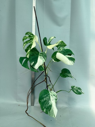 Monstera deliciosa albo - deliciosa,
