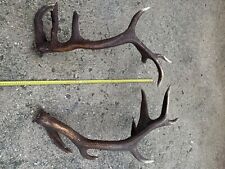 coppia corna palchi di cervo 