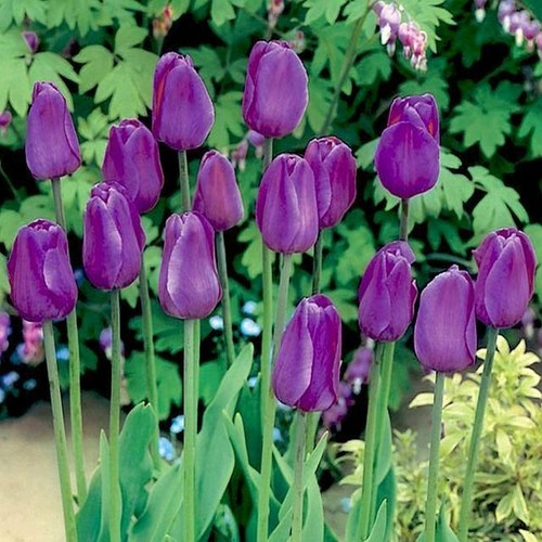 Tulipani bulbi fiori - bulbi, di
