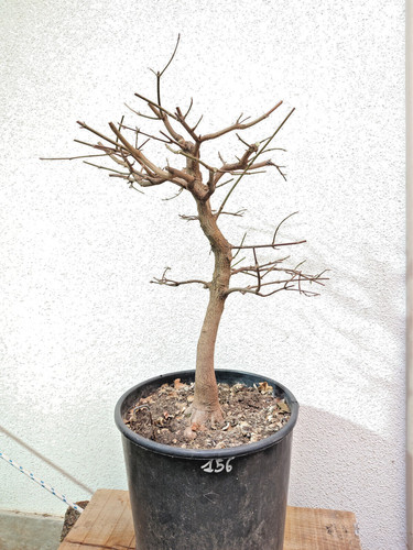 Bonsai prebonsai acero - bonsai,