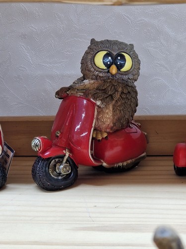Owl chouette búho - chouette,