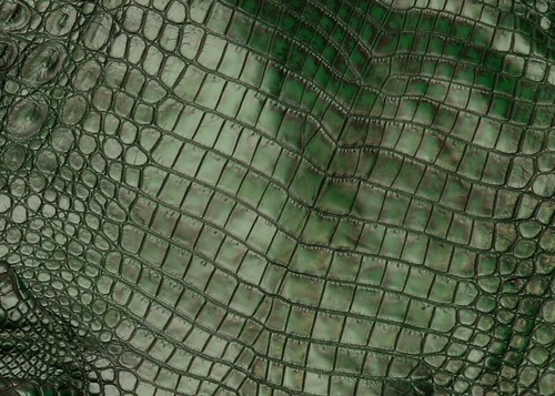 Pelle coccodrillo verde - pelle, di