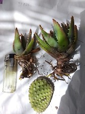 3 Pezzi - Come Foto - As Photo Opuntia Microdyse Cactus Succulenta 