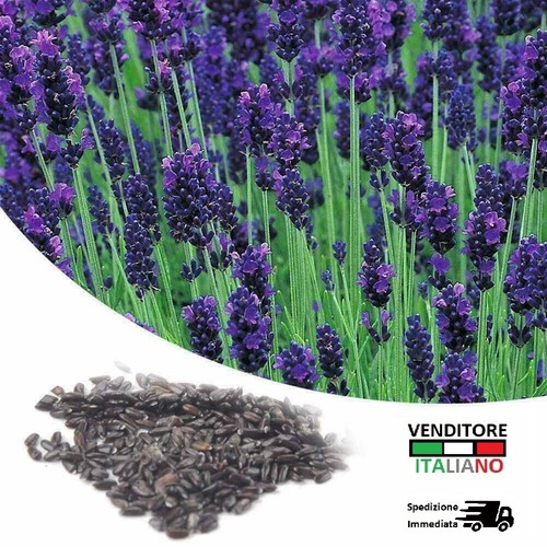 Semi lavanda fiori fiore - lavanda,