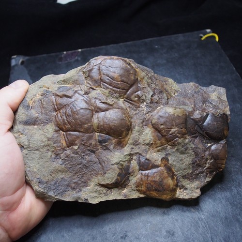 Trilobite ceco - 1,7, kg